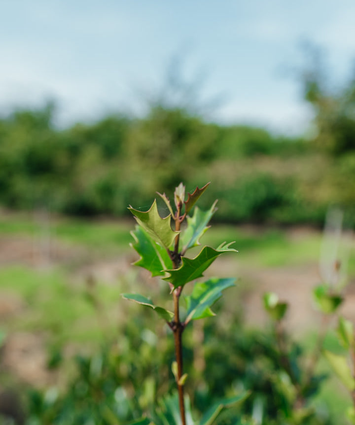 Osmanthus heterophyllus NWT Products 25 26 0007