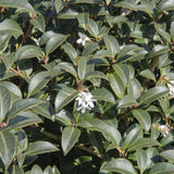 Osmanthus x burkwoodii 1 1 1663x2491 1