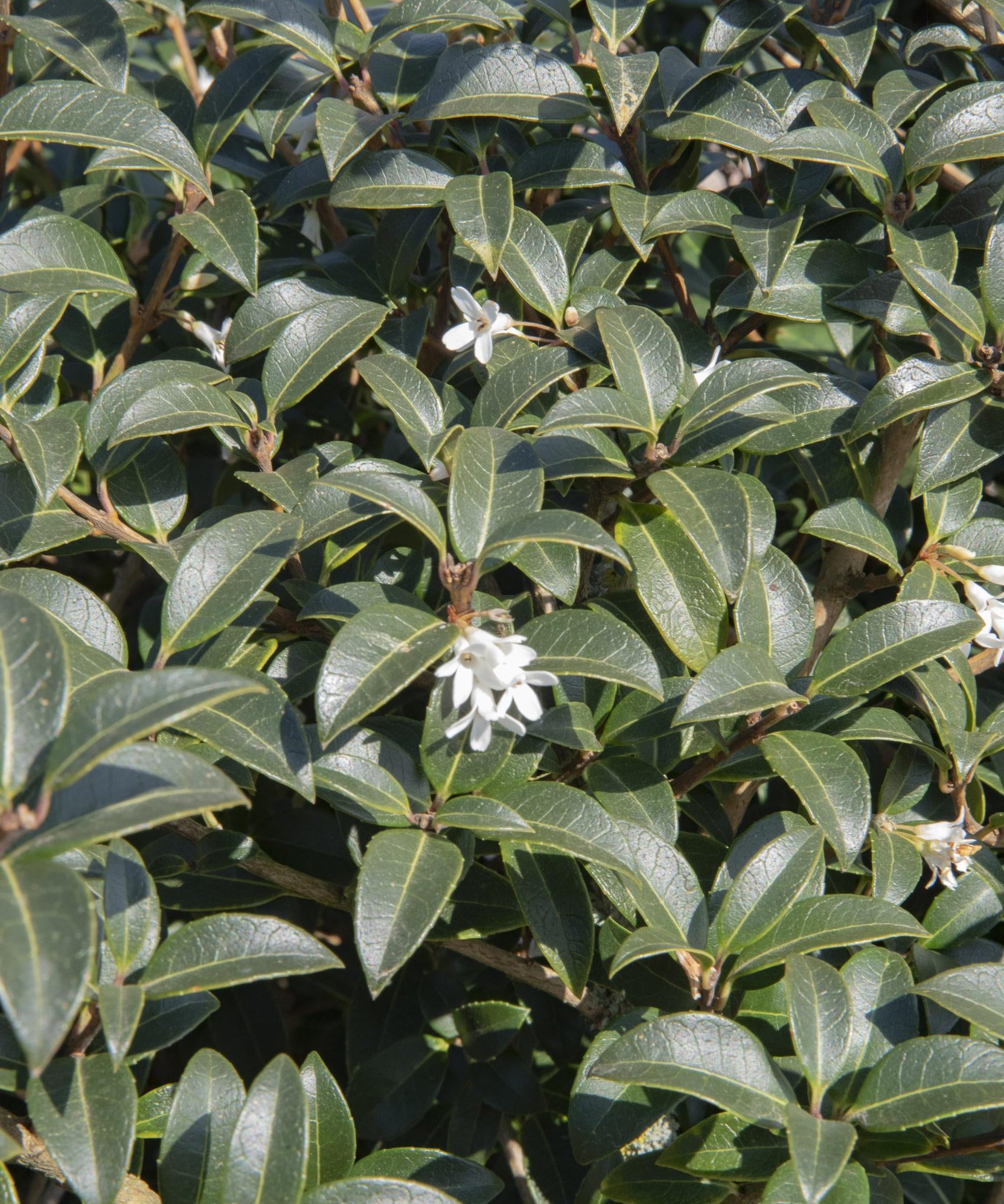 Osmanthus x burkwoodii 1 1 1663x2491 1