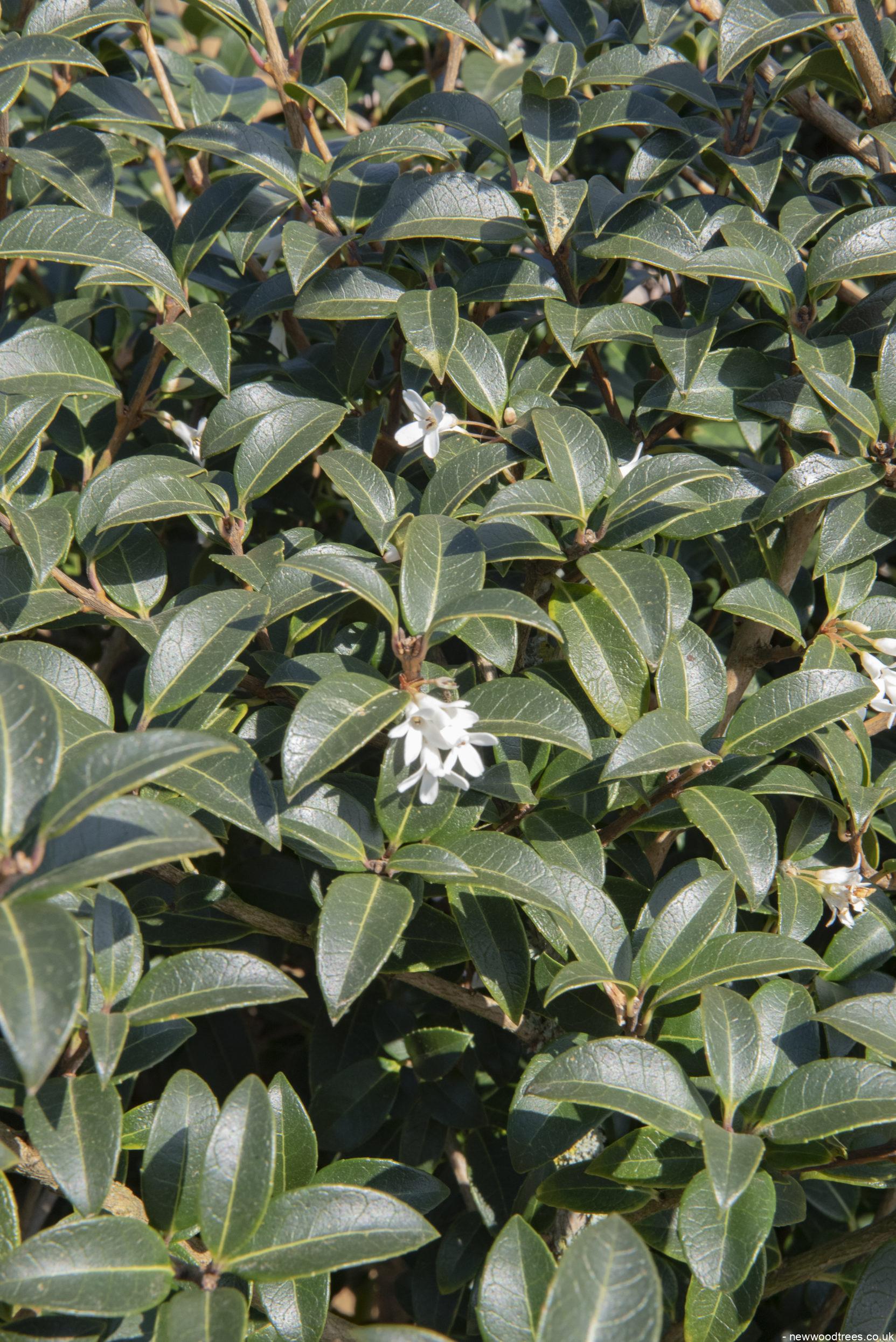 Osmanthus x burkwoodii 1 1 1663x2491 1