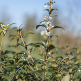 Osmanthus x burkwoodii 1 2 1663x2491 1