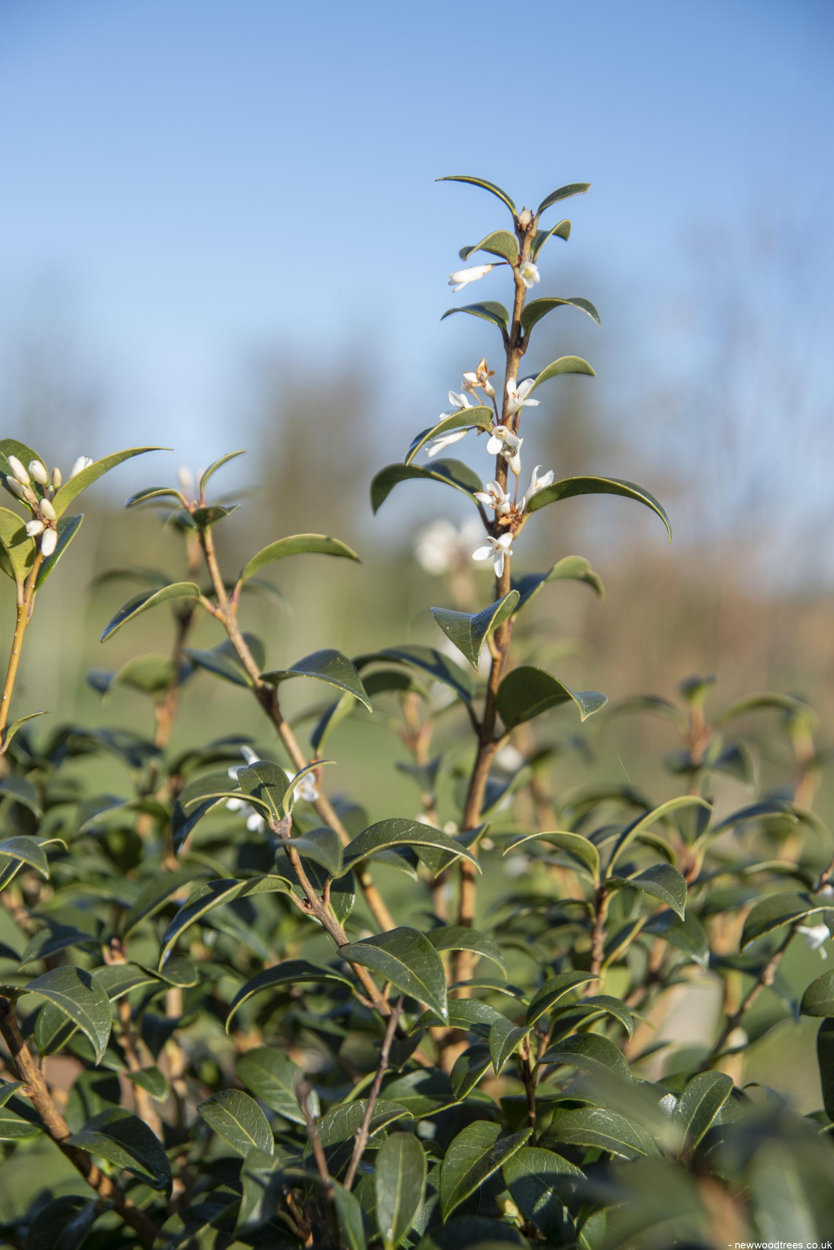 Osmanthus x burkwoodii 1 2 1663x2491 1