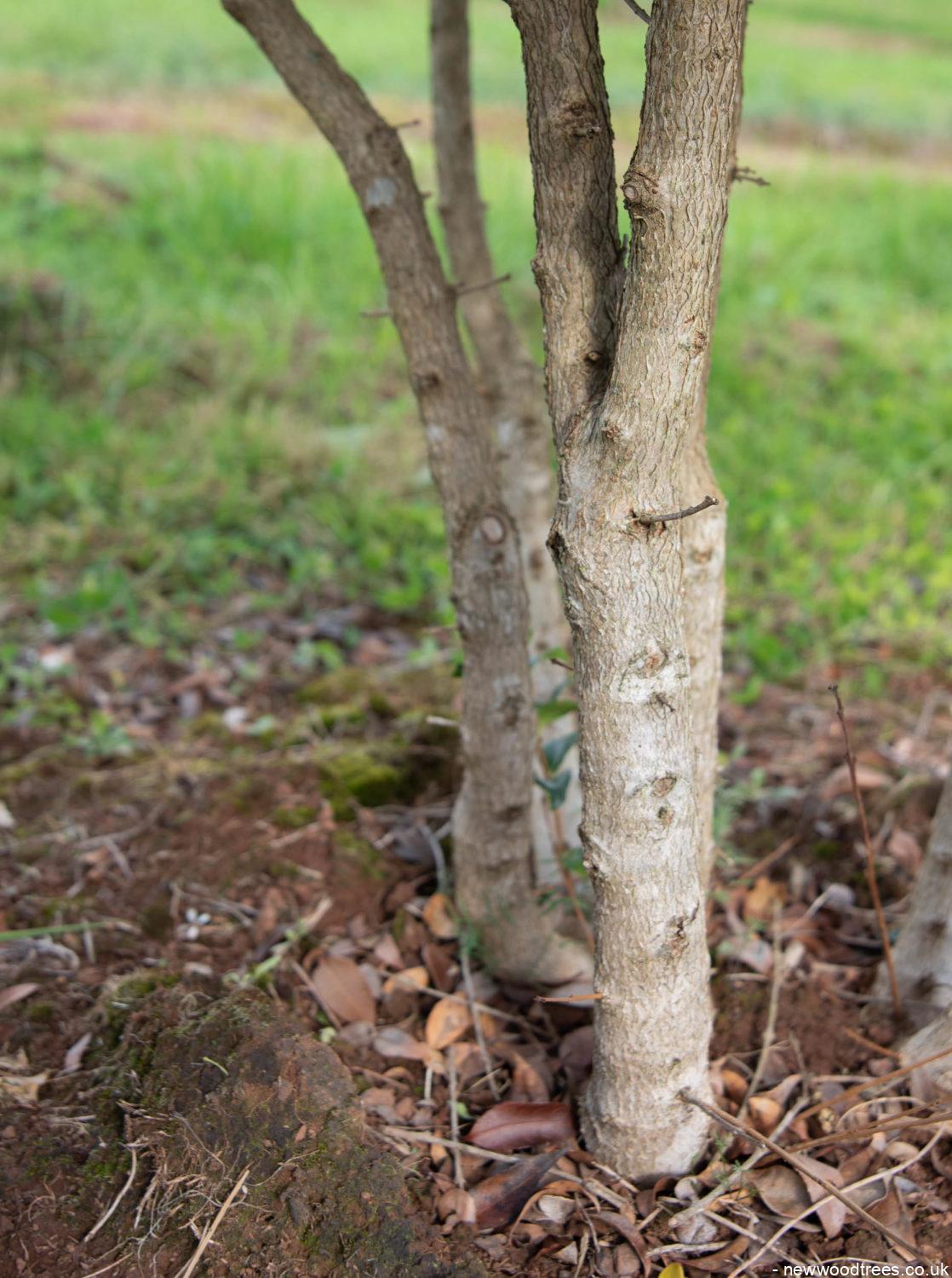 Osmanthus x burkwoodii 1118x1500 1