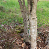 Osmanthus x burkwoodii 1118x1500 1