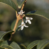 Osmanthus x burkwoodii 2 1 1663x2491 1