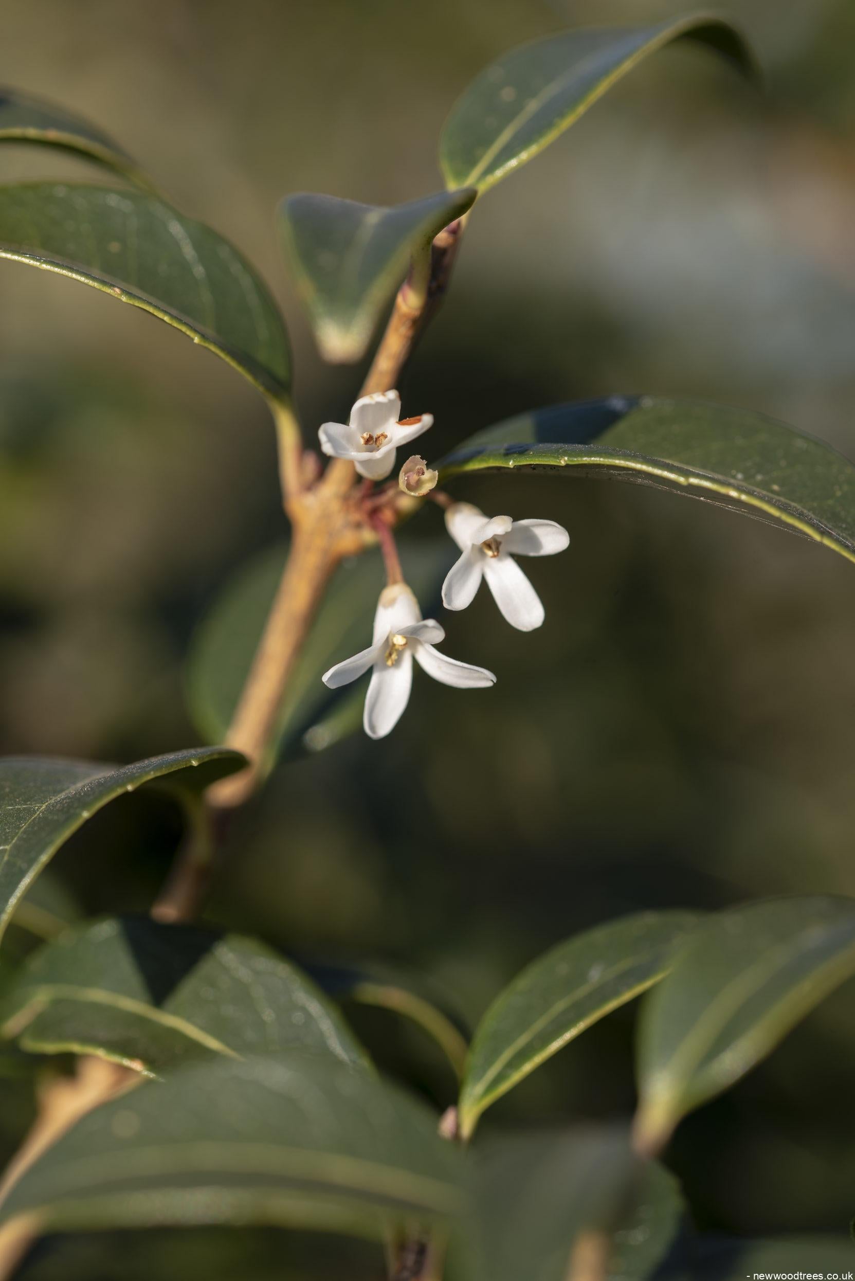 Osmanthus x burkwoodii 2 1 1663x2491 1