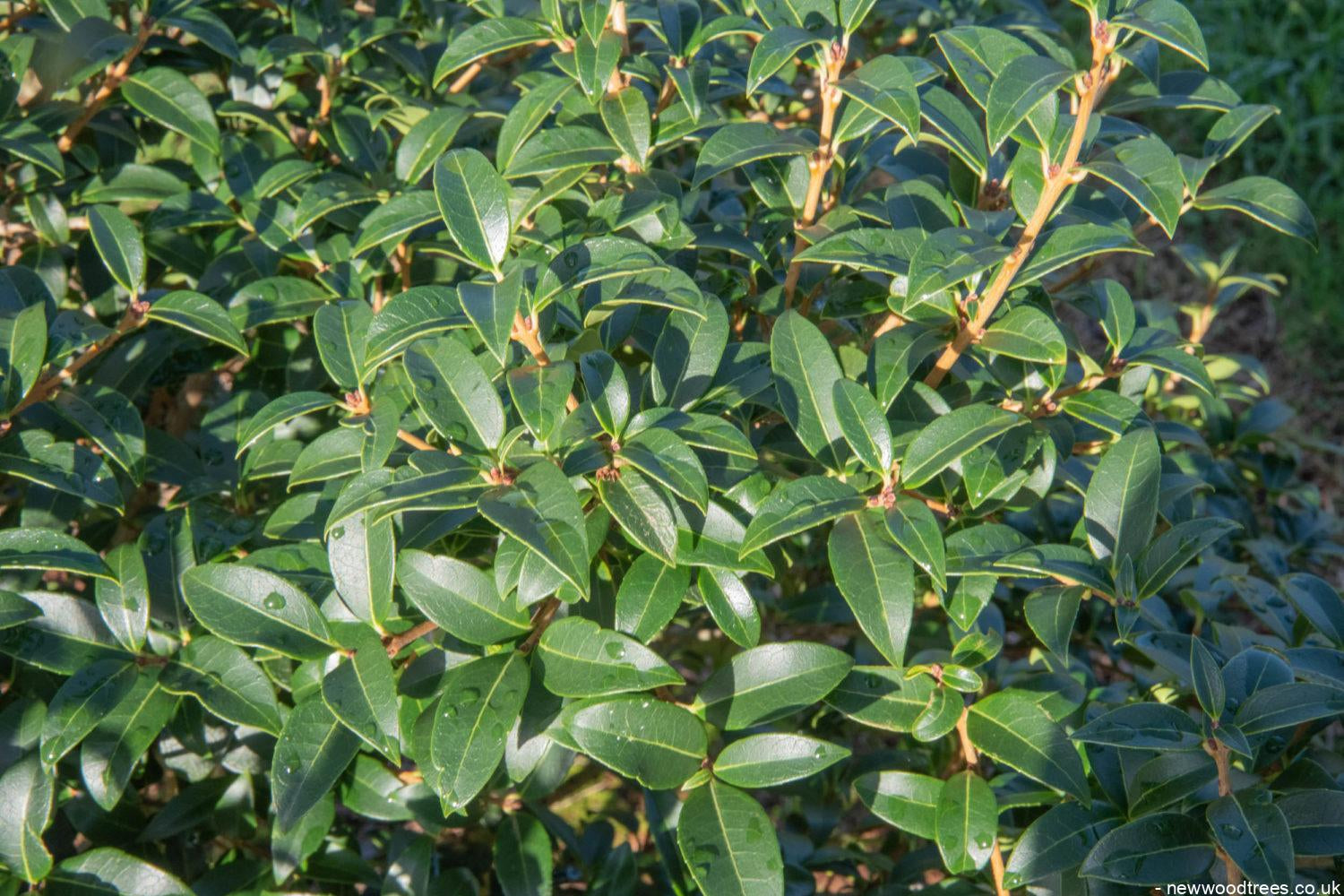 Osmanthus x burkwoodii 2 1500x1001 1