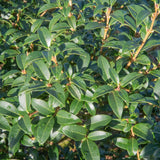 Osmanthus x burkwoodii 2 1500x1001 1