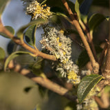 Osmanthus x burkwoodii 3 1 1663x2491 1