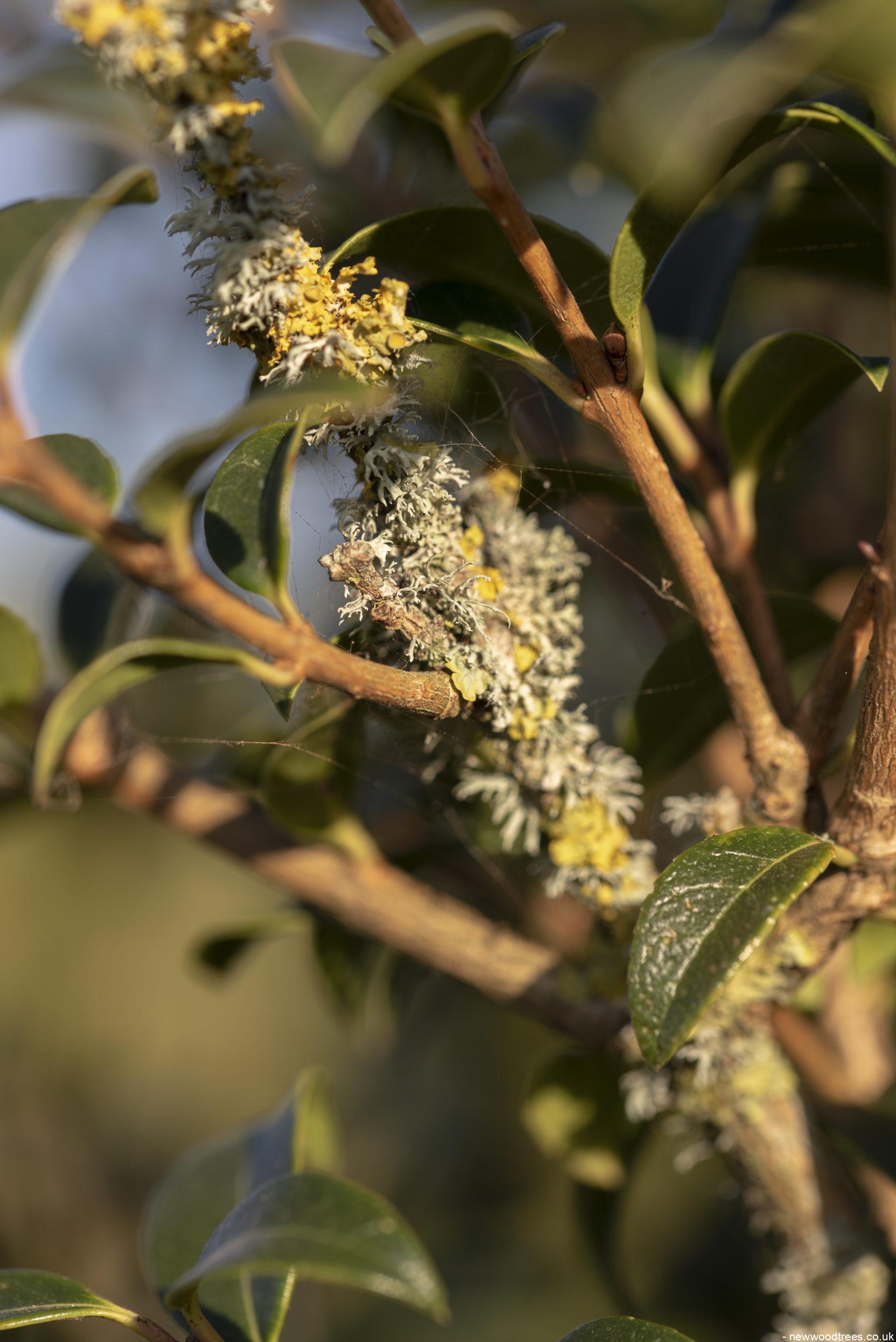 Osmanthus x burkwoodii 3 1 1663x2491 1