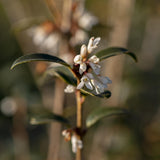Osmanthus x burkwoodii 4 1 1663x2491 1
