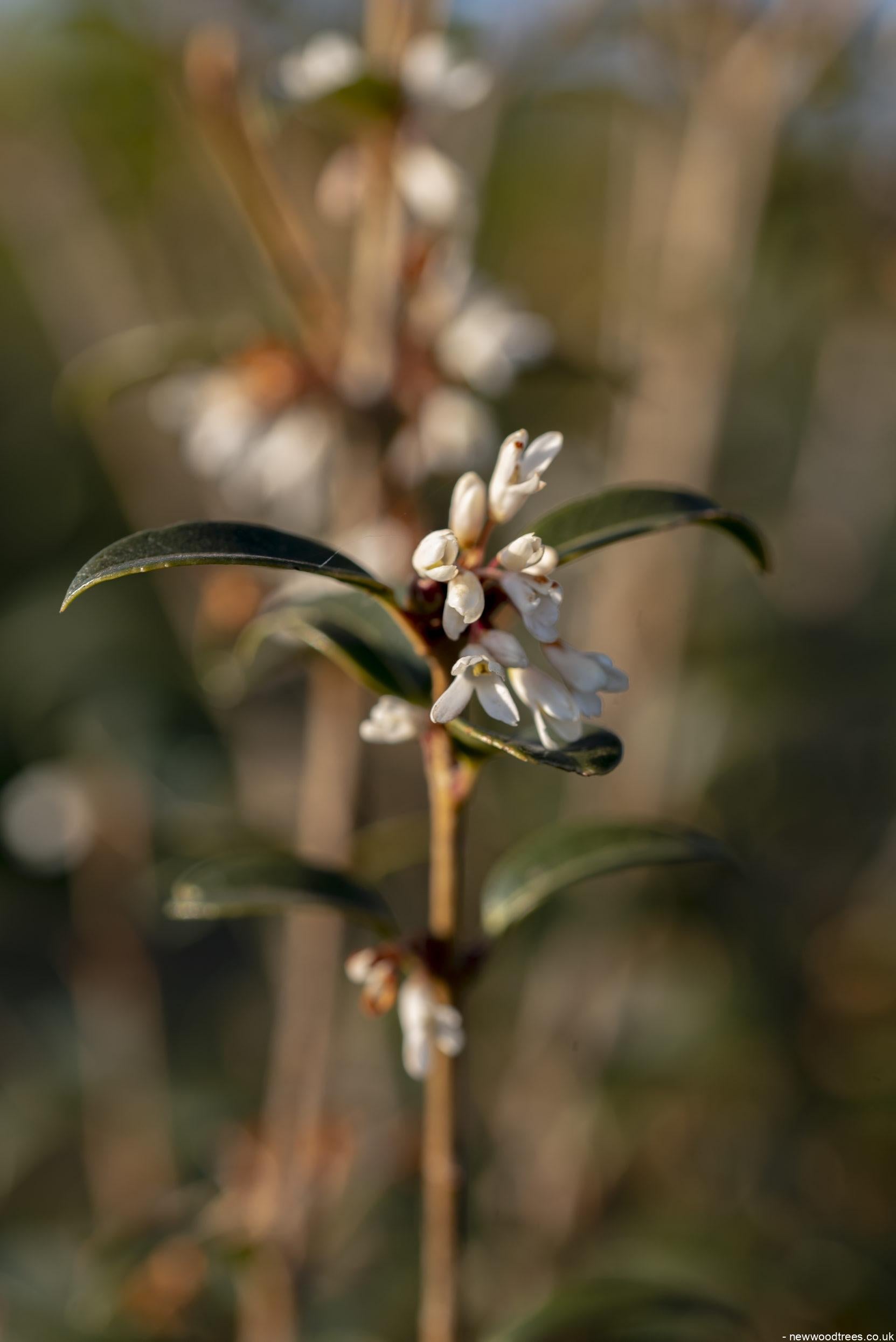 Osmanthus x burkwoodii 4 1 1663x2491 1