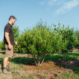 Phyllyrea angustifolia NWT Product photos 25 26 7