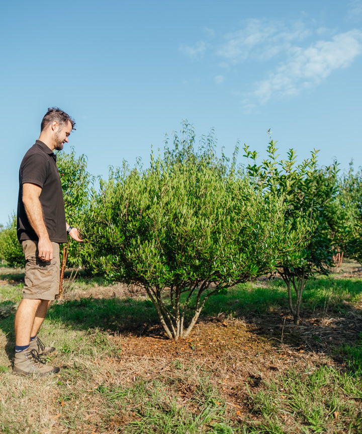 Phyllyrea angustifolia NWT Product photos 25 26 7