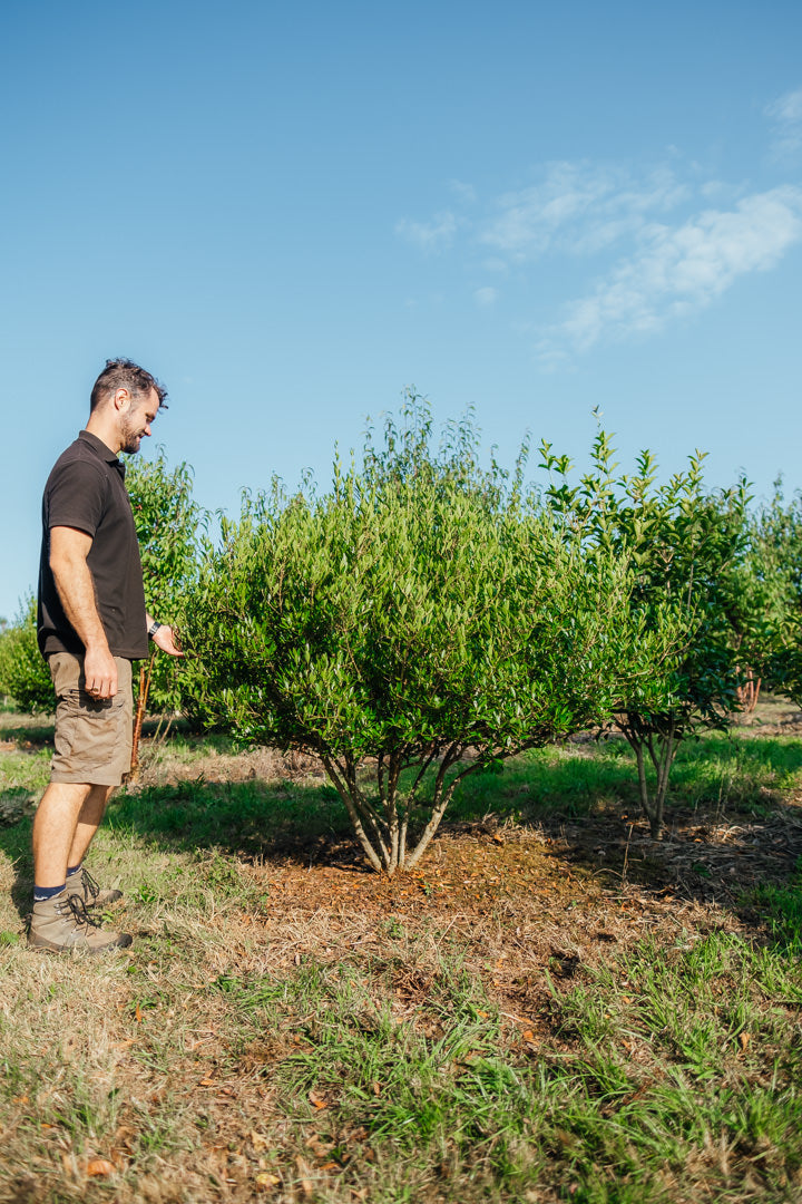 Phyllyrea angustifolia NWT Product photos 25 26 7