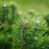 Pinus Mugo grown by New Wood Trees