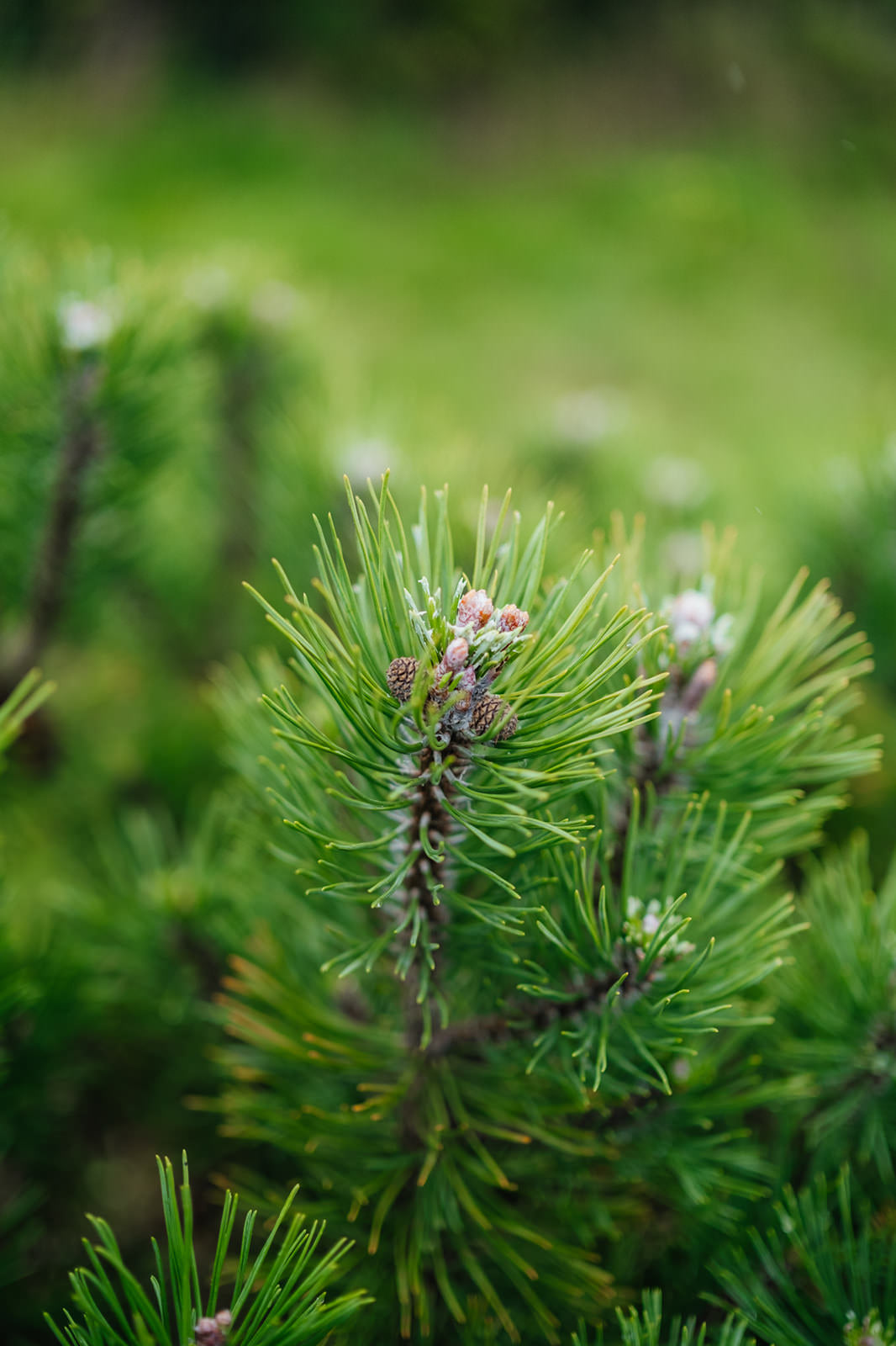 Pinus Mugo grown by New Wood Trees
