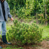Pinus Mugo grown by New Wood Trees