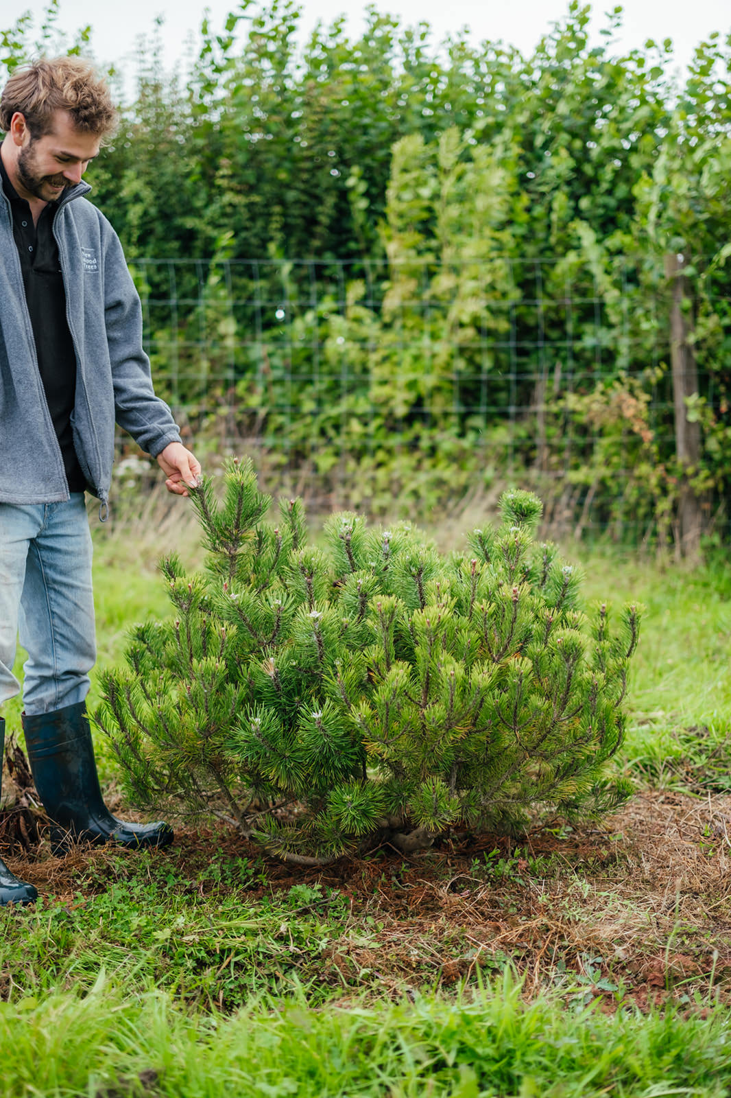 Pinus Mugo grown by New Wood Trees