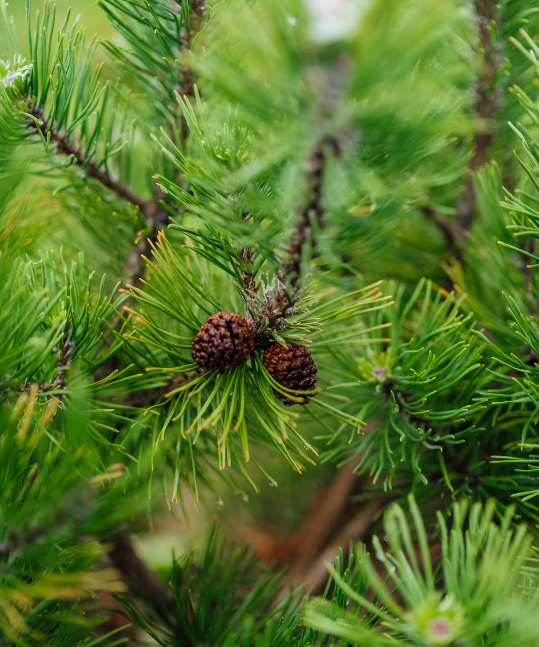 Pinus Mugo grown by New Wood Trees