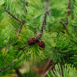 Pinus Mugo grown by New Wood Trees
