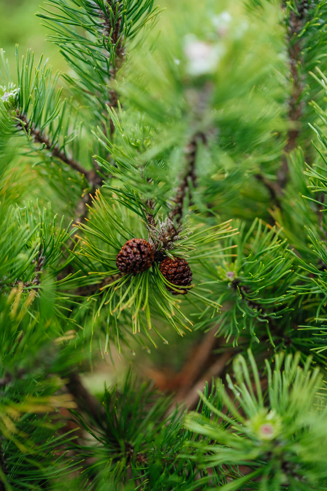 Pinus Mugo grown by New Wood Trees