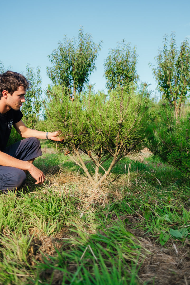 Pinus denfiflora 'Umbraculifera' NWT Product photos 25 26 4