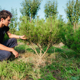 Pinus denfiflora 'Umbraculifera' NWT Product photos 25 26 4