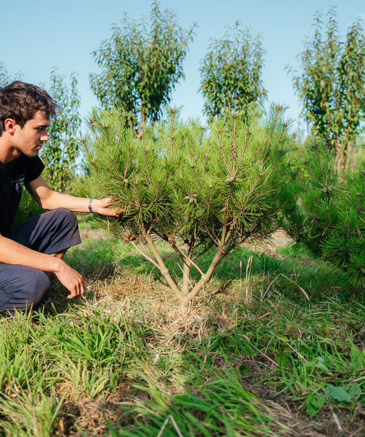 Pinus denfiflora 'Umbraculifera' NWT Product photos 25 26 4