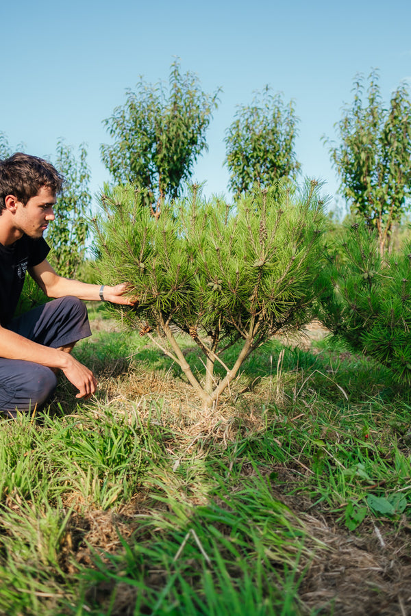 Pinus denfiflora 'Umbraculifera' NWT Product photos 25 26 4