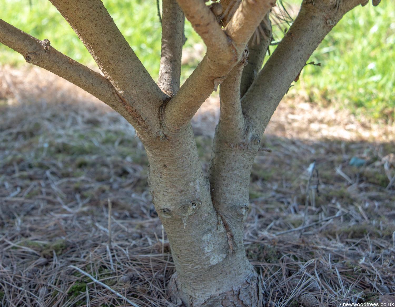 Pinus densiflora ‘Umbralicifera 1500x1166 1