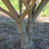 Pinus densiflora ‘Umbralicifera 1500x1166 1