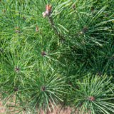 Pinus densiflora ‘Umbralicifera 2 1500x1008 1