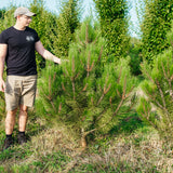 Pinus heldreichii NWT Product photos 25 26 2 Edit