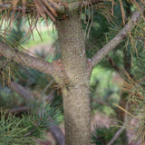 Pinus mugo 2 1366x1500 1