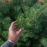Pinus mugo 3 1500x996 1
