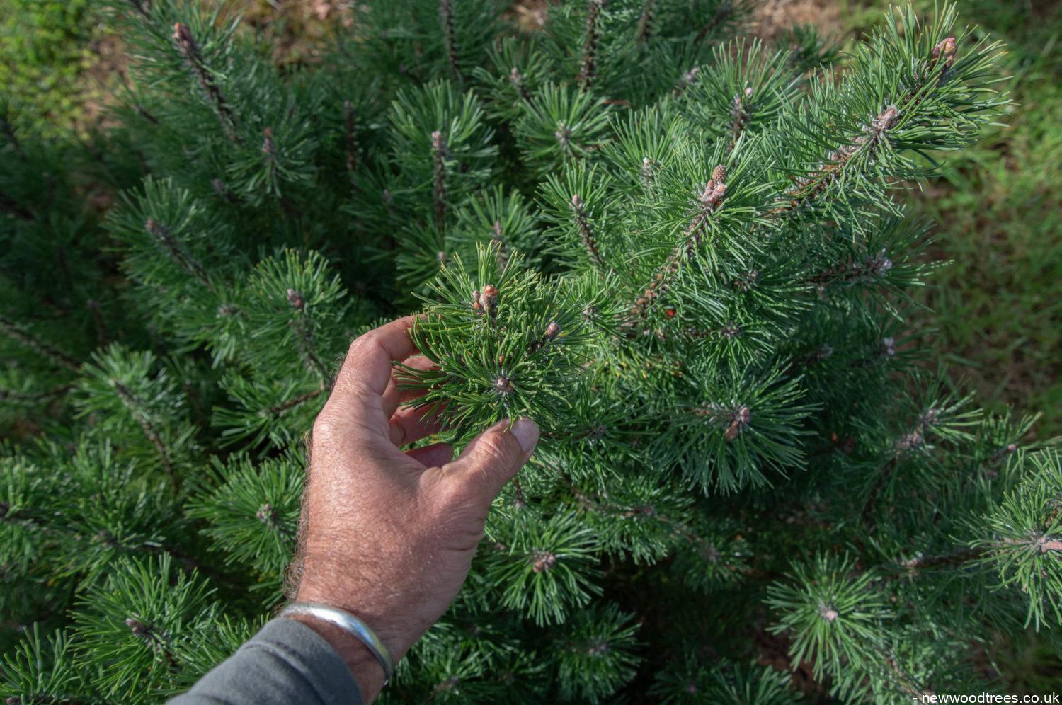 Pinus mugo 3 1500x996 1