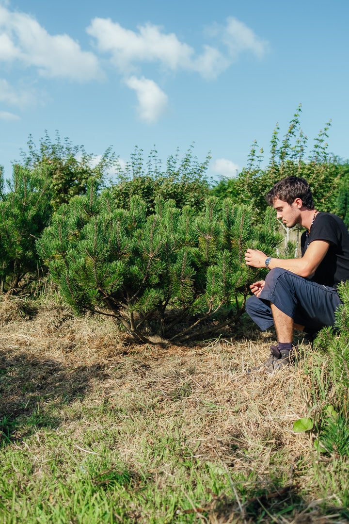 Pinus mugo NWT Products 25 26 2