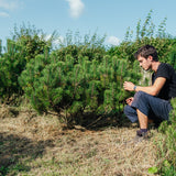 Pinus mugo NWT Products 25 26 2