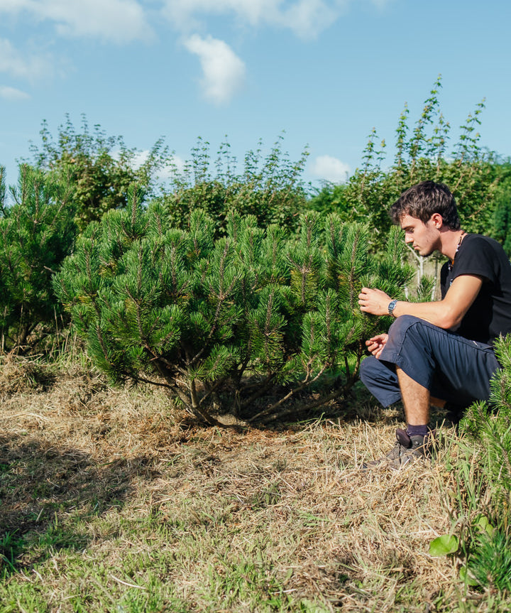 Pinus mugo NWT Products 25 26 2