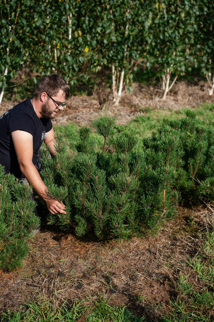 Pinus mugo ‘Pumillo’ NWT Products 25 26 0008