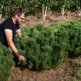 Pinus mugo ‘Pumillo’ NWT Products 25 26 0008