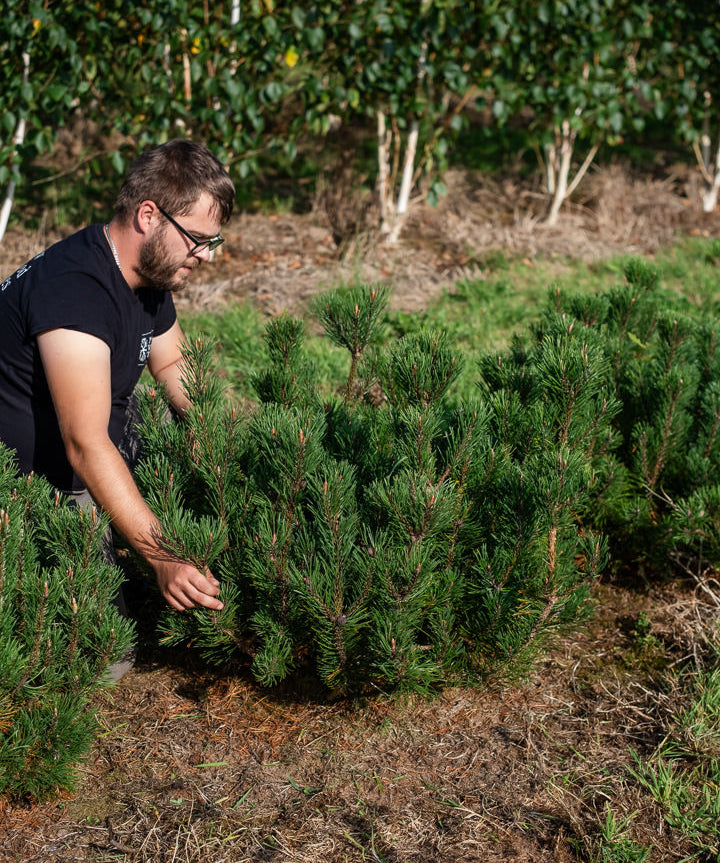 Pinus mugo ‘Pumillo’ NWT Products 25 26 0008