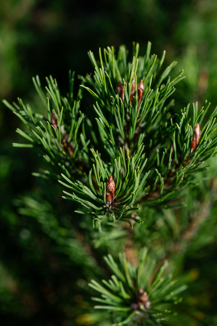 Pinus mugo ‘Pumillo’ NWT Products 25 26 0009