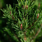Pinus mugo ‘Pumillo’ NWT Products 25 26 0009