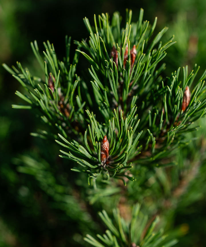 Pinus mugo ‘Pumillo’ NWT Products 25 26 0009