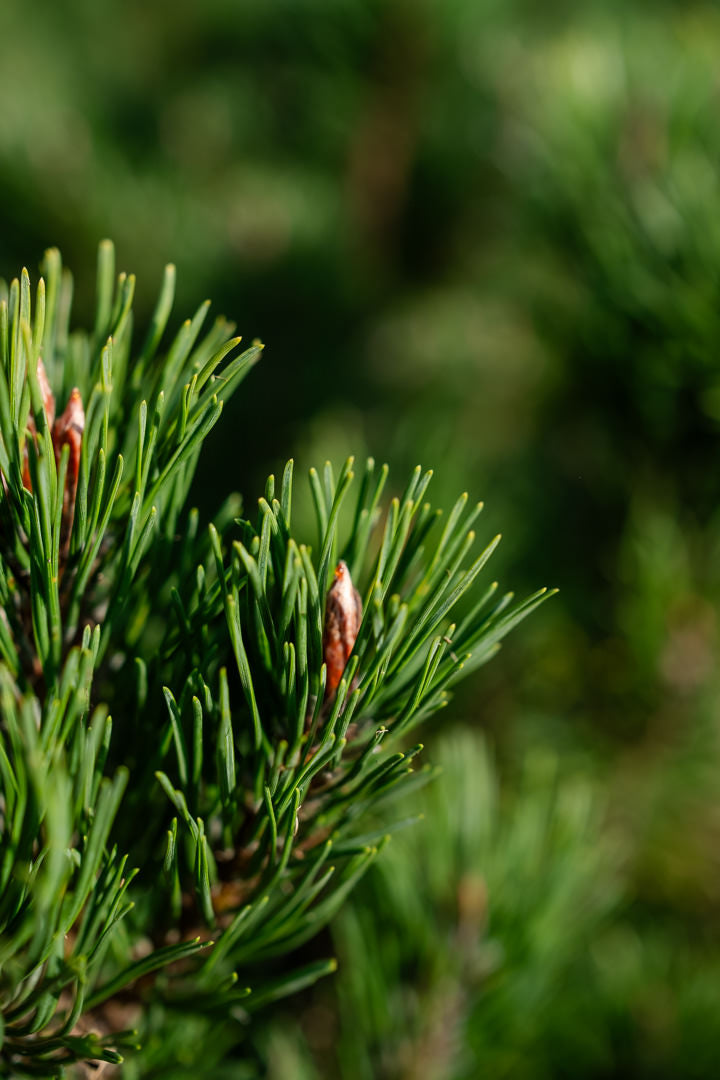 Pinus mugo ‘Pumillo’ NWT Products 25 26 0010