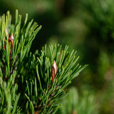 Pinus mugo ‘Pumillo’ NWT Products 25 26 0010