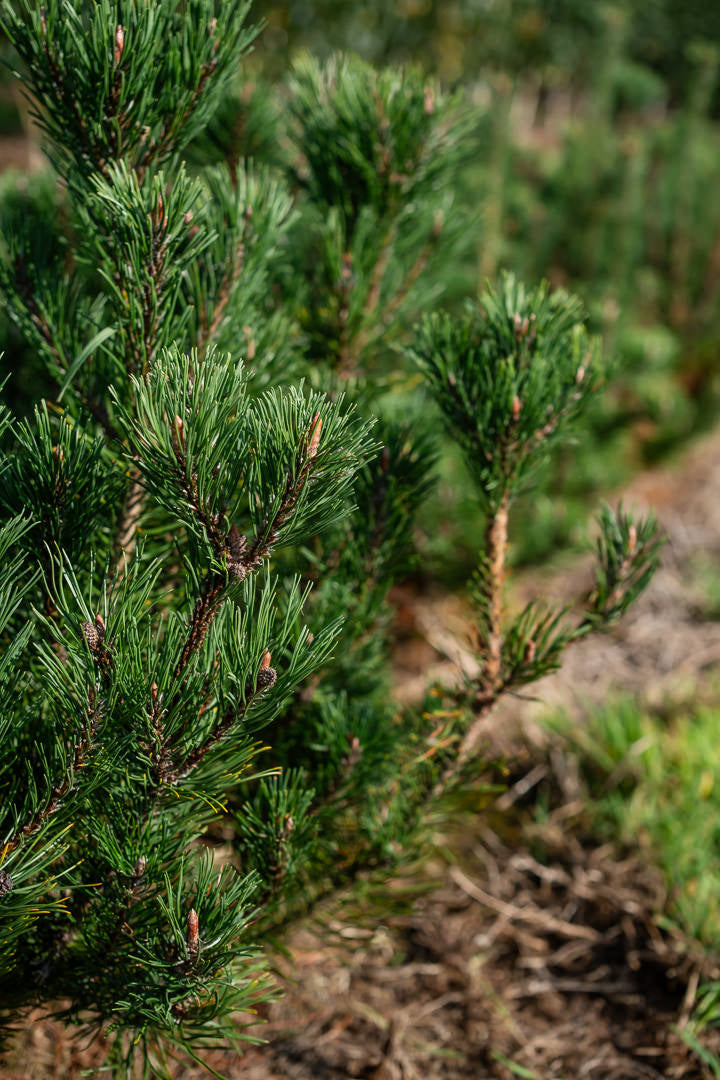Pinus mugo ‘Pumillo’ NWT Products 25 26 0011