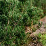 Pinus mugo ‘Pumillo’ NWT Products 25 26 0011